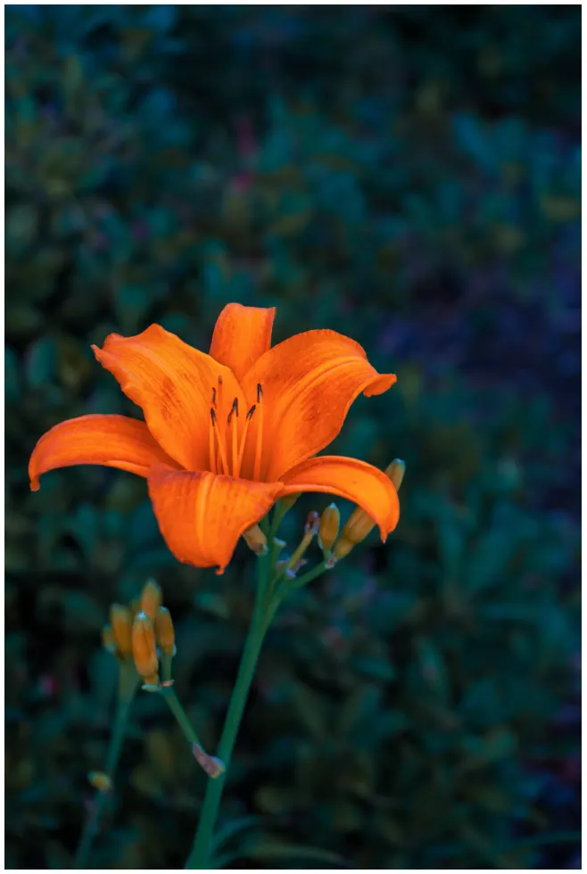 An orange lily photographed by Michael Zarour